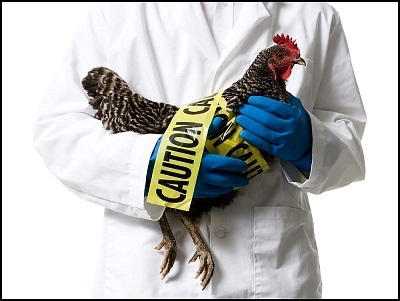 gripă aviară, simptomele și tratamentul gripei aviare, competența de sănătate privind ilive (tratamentul gripei aviare) Gripa aviară, simptomele și tratamentul gripei aviare, competența de sănătate pe ilive