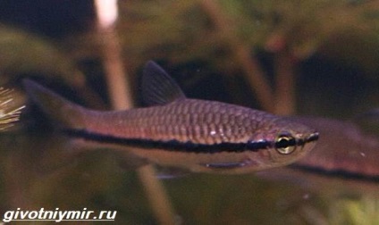 Rasbora pește (Rasbora galaxie) Rasbora pește