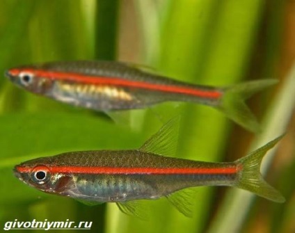 Rasbora pește (Rasbora) Rasbora pește