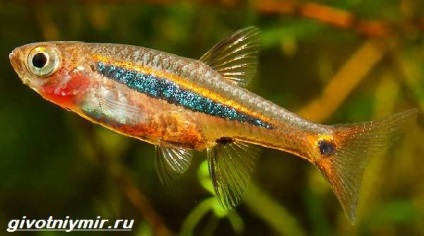 Rasbora pește (în special) Rasbora pește