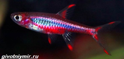Rasbora pește (Rasbora) Rasbora pește