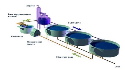 Cresterea sturionilor, producția de afaceri (creștere) Cresterea sturionilor, de producție de afaceri