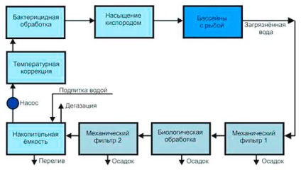 Cresterea sturionilor, producția de afaceri (sturioni) Cresterea sturionilor, de producție de afaceri