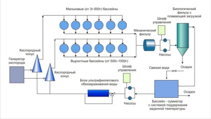 Cresterea sturionilor, producția de afaceri (sturioni) Cresterea sturionilor, de producție de afaceri