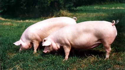 Porci pentru reproducere, ca o afacere (porci) Porci pentru reproducere, ca o afacere