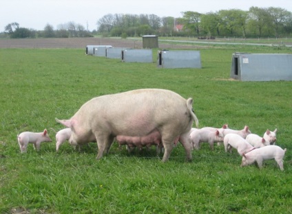 Porci pentru reproducere, ca o afacere (porci) Porci pentru reproducere, ca o afacere