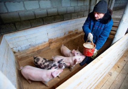 Porci pentru reproducere, ca o afacere (afaceri de reproducție de porc) Porci pentru reproducere, ca o afacere