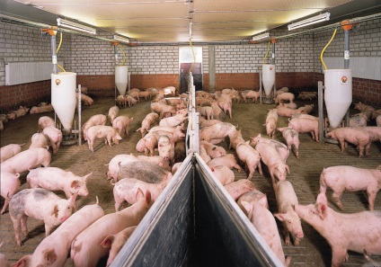 Porci pentru reproducere, ca o afacere (business) Porci pentru reproducere, ca o afacere