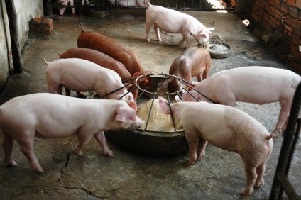 Porci pentru reproducere, ca o afacere (porci) Porci pentru reproducere, ca o afacere