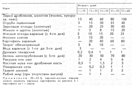 rațe de reproducție pentru carne (rațe sunt crescute) rațe de reproducție pentru carne