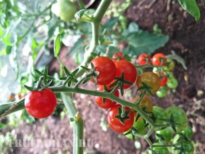 Reacția la sosirea roșii sau Pamidorau (tomate) Reacția la sosirea tomate sau Pamidorau