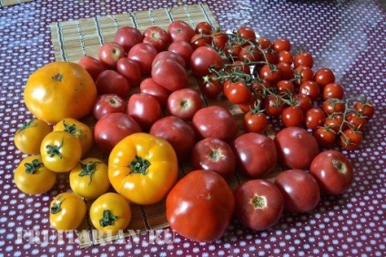 Reacția la sosirea roșii sau Pamidorau (tomate) Reacția la sosirea tomate sau Pamidorau