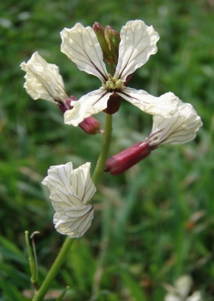 ridiche Wild - să fie sănătoși (ridiche) ridiche Wild - să fie sănătos