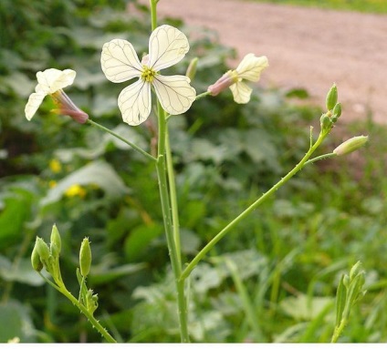 ridiche Wild - să fie sănătos (sălbatic) ridiche Wild - să fie sănătos