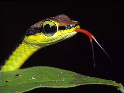 Reptilele, sau reptile, faunei terestre (reptile) Reptilele, sau reptile, faună teren