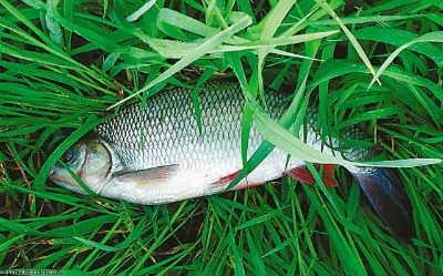 Descriere Pește ide - blog pescari (pește) Pește descriere ide - blog-Pescarului