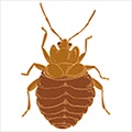 cicatrice keloide (cheloid) cicatrice cheloide,