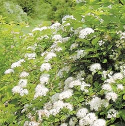 Garden după o iarnă aspră, și științele naturii