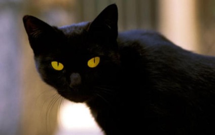 Cel mai bogat animal din lume - animale fotografie (bogat în animale) Cel mai bogat animal din lume - animale fotografie