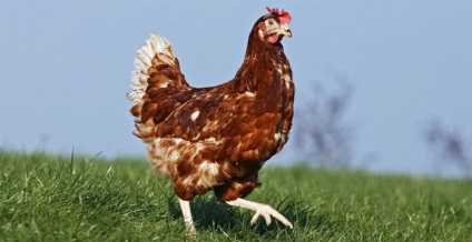 Cel mai bogat animal din lume - animalele fotografie (bogat) Cel mai bogat animal din lume - animale fotografie