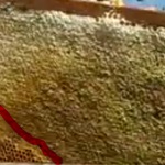 Cuiburile de albine în timpul iernii, apicultura practică (apicultură pentru începători) Cuiburile de albine în timpul iernii, apicultura practică