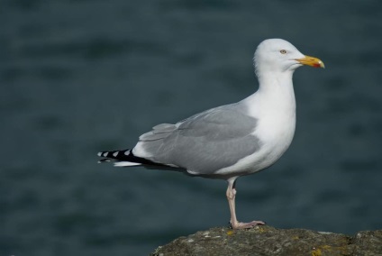 Herring Gull (Gull) Herring Gull
