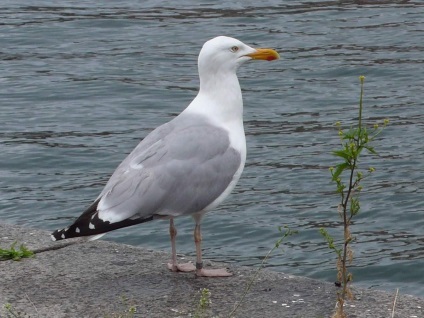 Herring Gull (Gull) Herring Gull
