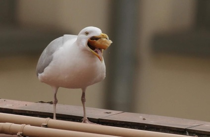 Gull Hering (argint) Herring Gull