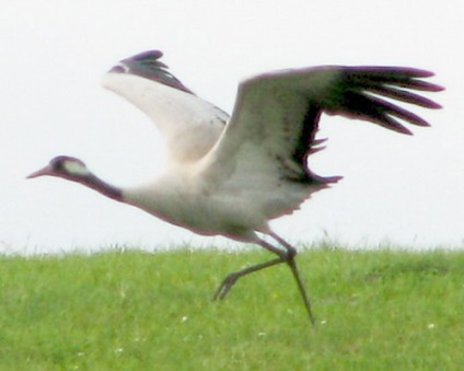 Crane, foto (migrare) Macara, fotografii