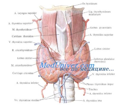 Tiroidiană (fier) tiroidă