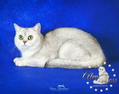 Scottish poze chinchilla de argint de la alvaross (argint chinchila foto) Scottish poze chinchilla de argint de la alvaross