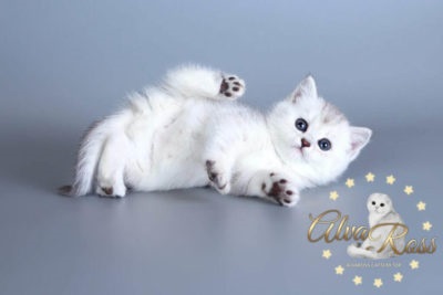 Scottish poze chinchilla de argint de la alvaross (argint chinchila foto) Scottish poze chinchilla de argint de la alvaross