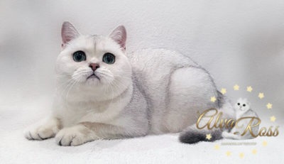 Scottish poze chinchilla de argint de la alvaross (argint scoțian Chinchilla fotografie, chinchilla argint scoțian, de culoare argintie ori Scoțian chinchilla; crescatoria Scoțian ori de culoare argintie chinchilla;) Scottish poze chinchilla de argint de la alvaross
