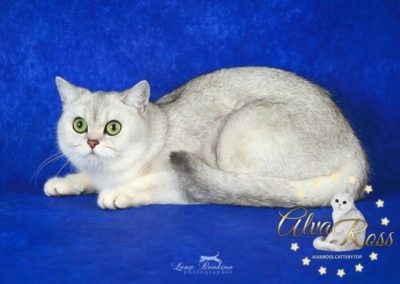 Scottish poze chinchilla de argint de la alvaross (argint scoțian Chinchilla fotografie, chinchilla argint scoțian, de culoare argintie ori Scoțian chinchilla; crescatoria Scoțian ori de culoare argintie chinchilla;) Scottish poze chinchilla de argint de la alvaross