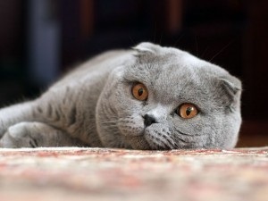 Scottish Fold (ckottish ori) fotografii, natura rasa, culoare, pret, intretinere, video (pisica) Scottish Fold (ckottish ori) fotografii, natura rasa, culoare, preț, întreținere, video de