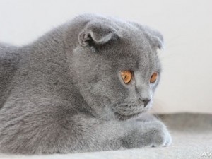 Scottish Fold (ckottish ori) fotografii, natura rasa, culoare, pret, intretinere, video (pisica) Scottish Fold (ckottish ori) fotografii, natura rasa, culoare, preț, întreținere, video de