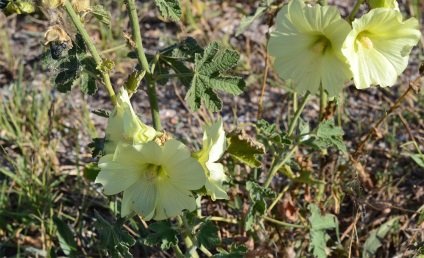 Stem-Rose de plantare și îngrijire în domeniu; cultivarea semințelor (foto) (nalba) Stem-Rose de plantare și îngrijire în domeniu; în creștere din semințe (fotografii)