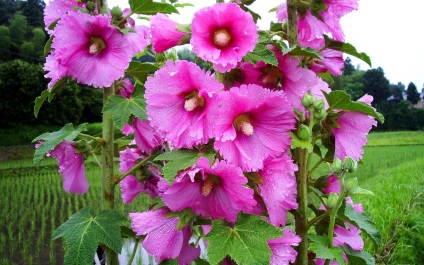 Stem-Rose de plantare și îngrijire în domeniu; cultivarea semințelor (foto) (bezea) Stem-Rose de plantare și îngrijire în domeniu; în creștere din semințe (fotografii)