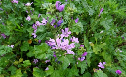 Stem-Rose de plantare și îngrijire în domeniu; cultivarea semințelor (foto) (plante de grădină) Stem-Rose de plantare și îngrijire în domeniu; în creștere din semințe (fotografii)