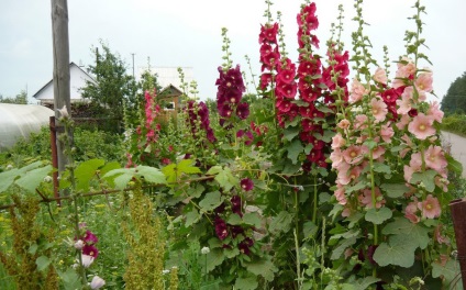 Stem-Rose de plantare și îngrijire în domeniu; cultivarea semințelor (foto) (plantare) Stem-Rose de plantare și îngrijire în domeniu; în creștere din semințe (fotografii)