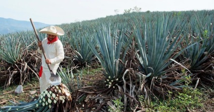 Agave sirop - o naturală, ci o alternativă la nesănătos de zahăr (zahăr) Agave sirop - o naturală, ci o alternativă nesănătoasă zahărului