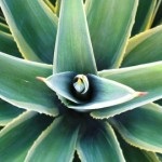 Agave sirop - îndulcitor, periculoase pentru sănătate (periculoase) Agave sirop - îndulcitor, periculoase pentru sănătate