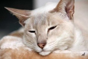 Cum pisica va trăi fără hrană și norma zilnică de apă (norma) Cum pisica va trăi fără hrană și rata de zi cu zi a apei