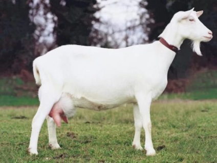Колко години живее коза в дома и как да се удължи продължителността на живота