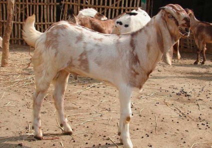 Колко години живее коза в дома и как да се удължи продължителността на живота