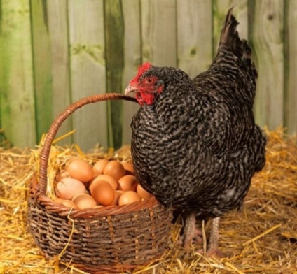 Колко живо пиле, от които зависи продължителността на живота на кокошки носачки
