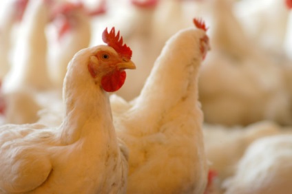 Колко живо пиле, от които зависи продължителността на живота на кокошки носачки