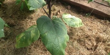 frunze răsucite de vinete sunt în căutarea pentru cauza și de a elimina (frunze) frunze răsucite de vinete sunt în căutarea pentru cauza și eliminarea
