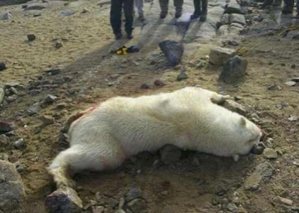 Cazurile de atacuri de animale sălbatice la om (animale sălbatice) Cazurile de atacuri de animale sălbatice la om
