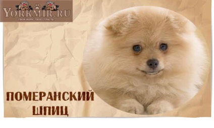 rasa de câine amuzant cu nume, o listă de rase de câine amuzant (amuzant) rasa de câine amuzant cu nume, o listă de rase de câini amuzant